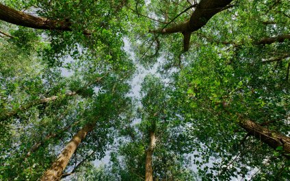 ICCEP 2025: Climate & Environment Conference